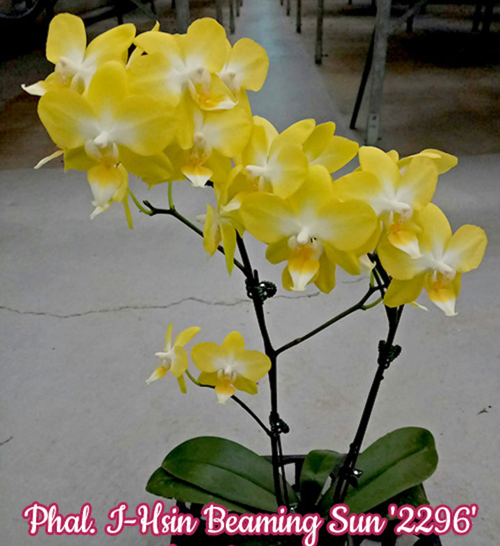 Phalaenopsis I-Hsin Beaming Sun '2296'