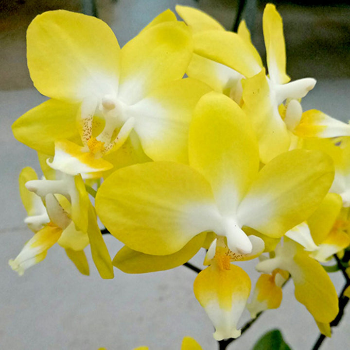 Phalaenopsis I-Hsin Beaming Sun '2296'