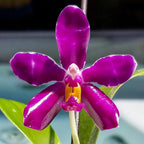 Phalaenopsis pulchra