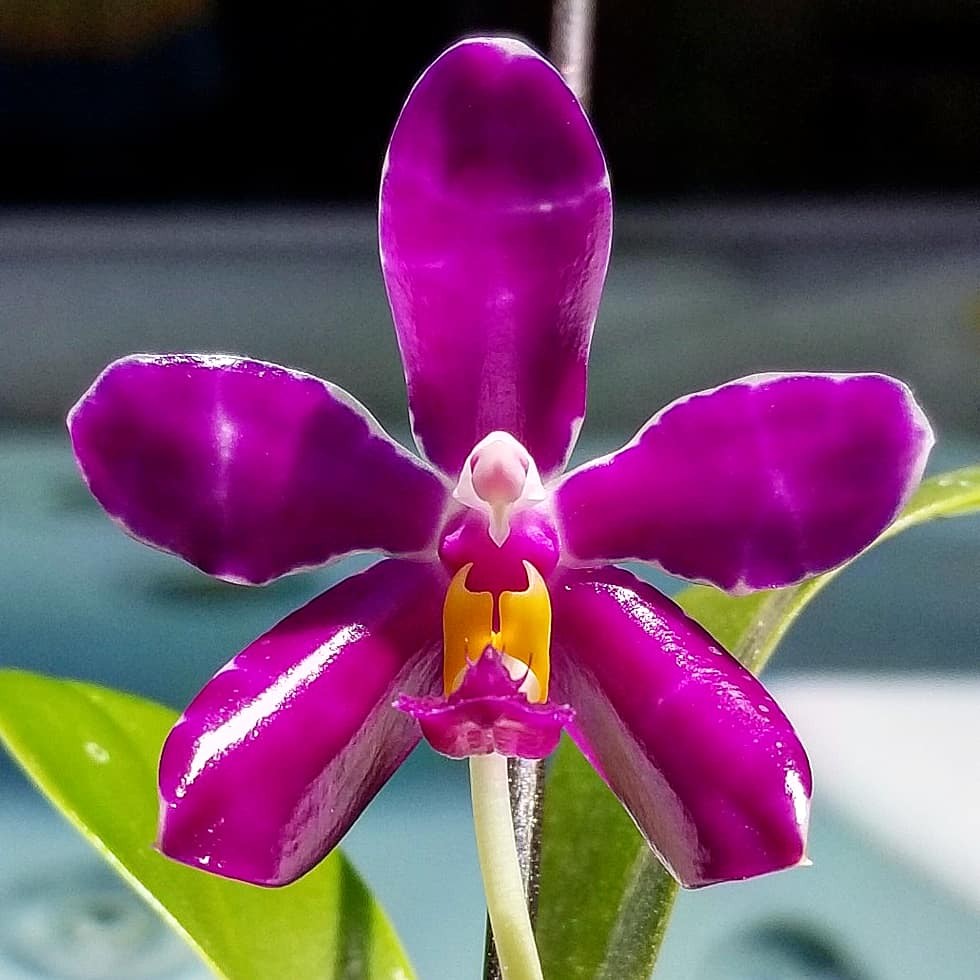 Phalaenopsis pulchra