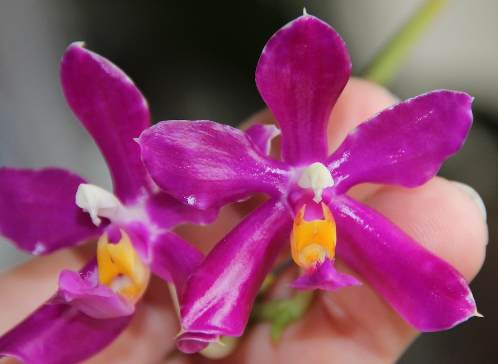 Phalaenopsis Pulchra