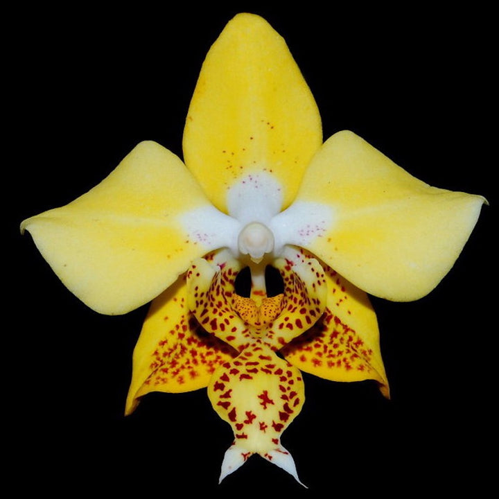 Orhidee Phalaenopsis stuartiana var. nobilis