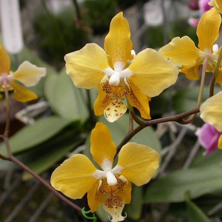 Orhidee Phalaenopsis stuartiana var. nobilis