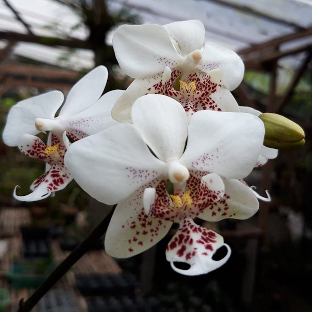 Orhidee Phalaenopsis stuartiana × sib