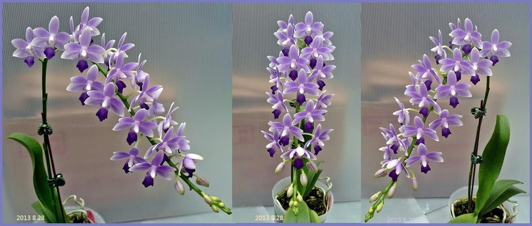 Orhidee Phalaenopsis Summer Rose 'Blue Star'