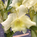 Dendrobium nobile galben - cel mai bun pret online!