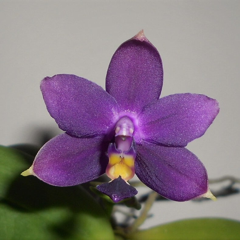 Orhidee Phalaenopsis violacea var. indigo