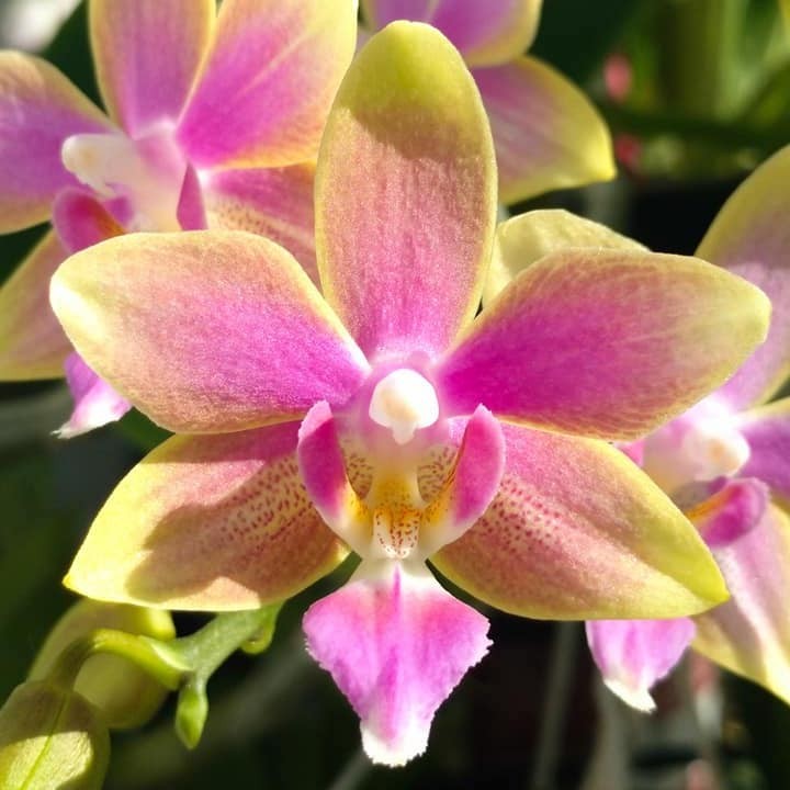 Orhidee Phalaenopsis Yaphon Pink Bee