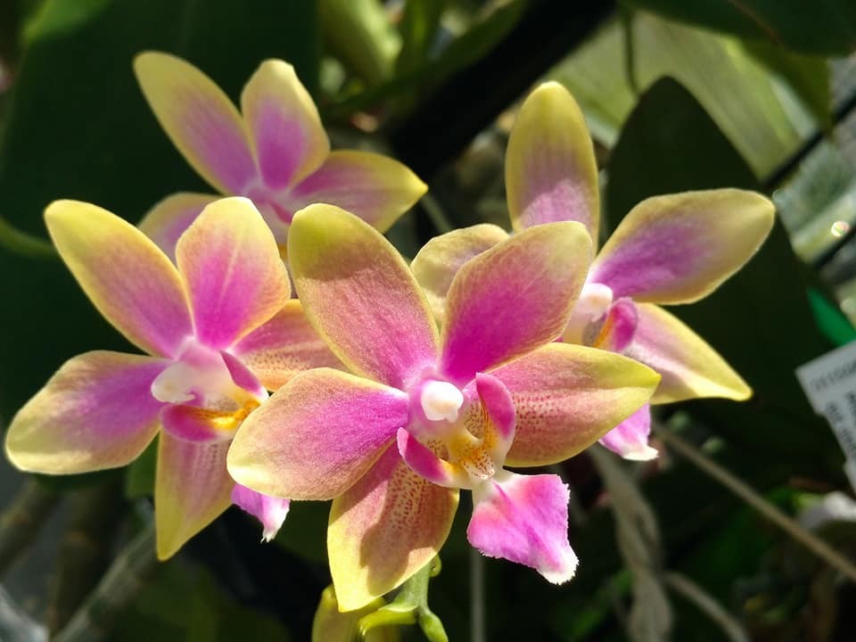 Orhidee Phalaenopsis Yaphon Pink Bee