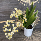 Comanda online Oncidium Twinkle White la cel mai bun pret, cu livrare!