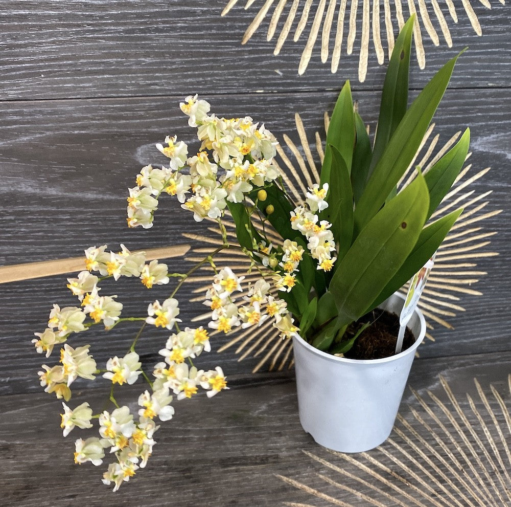 Comanda online Oncidium Twinkle White la cel mai bun pret, cu livrare!