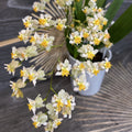 Comanda online Oncidium Twinkle White la cel mai bun pret, cu livrare!