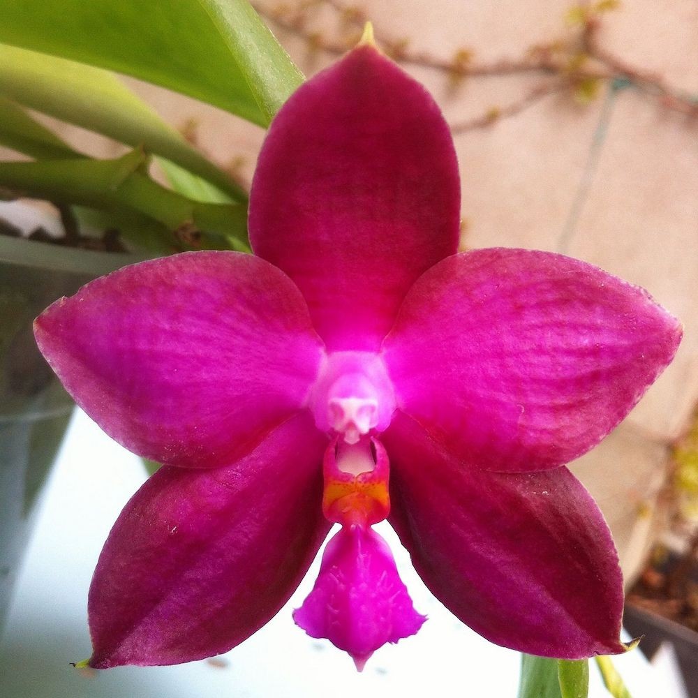 Orhidee Phalaenopsis Lea Marie Salazar parfumata