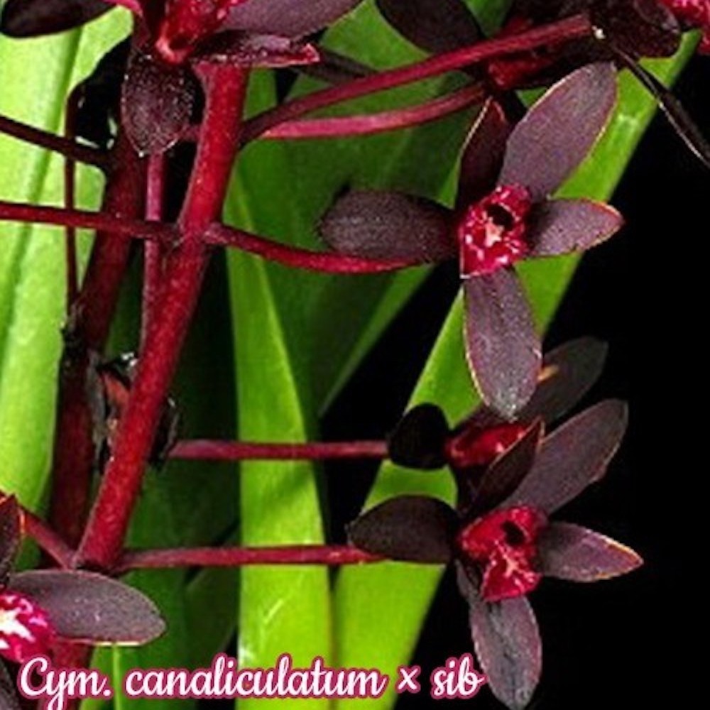 Orhidee Cymbidium canaliculatum