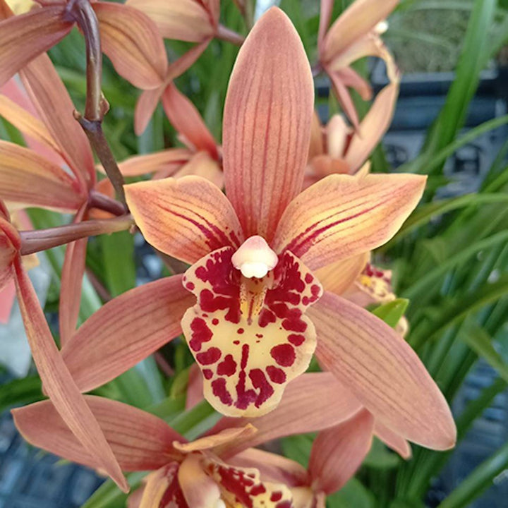 Orhidee Cymbidium sinense × Golden Elf