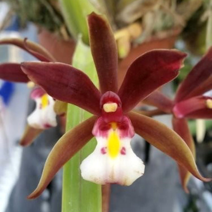 Orhidee Cymbidium finlaysonianum