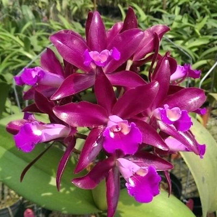 Orhidee Ctt. Qing Ming Thirteen (Ctt. Sagarik Wax × Ctt. Bactia)