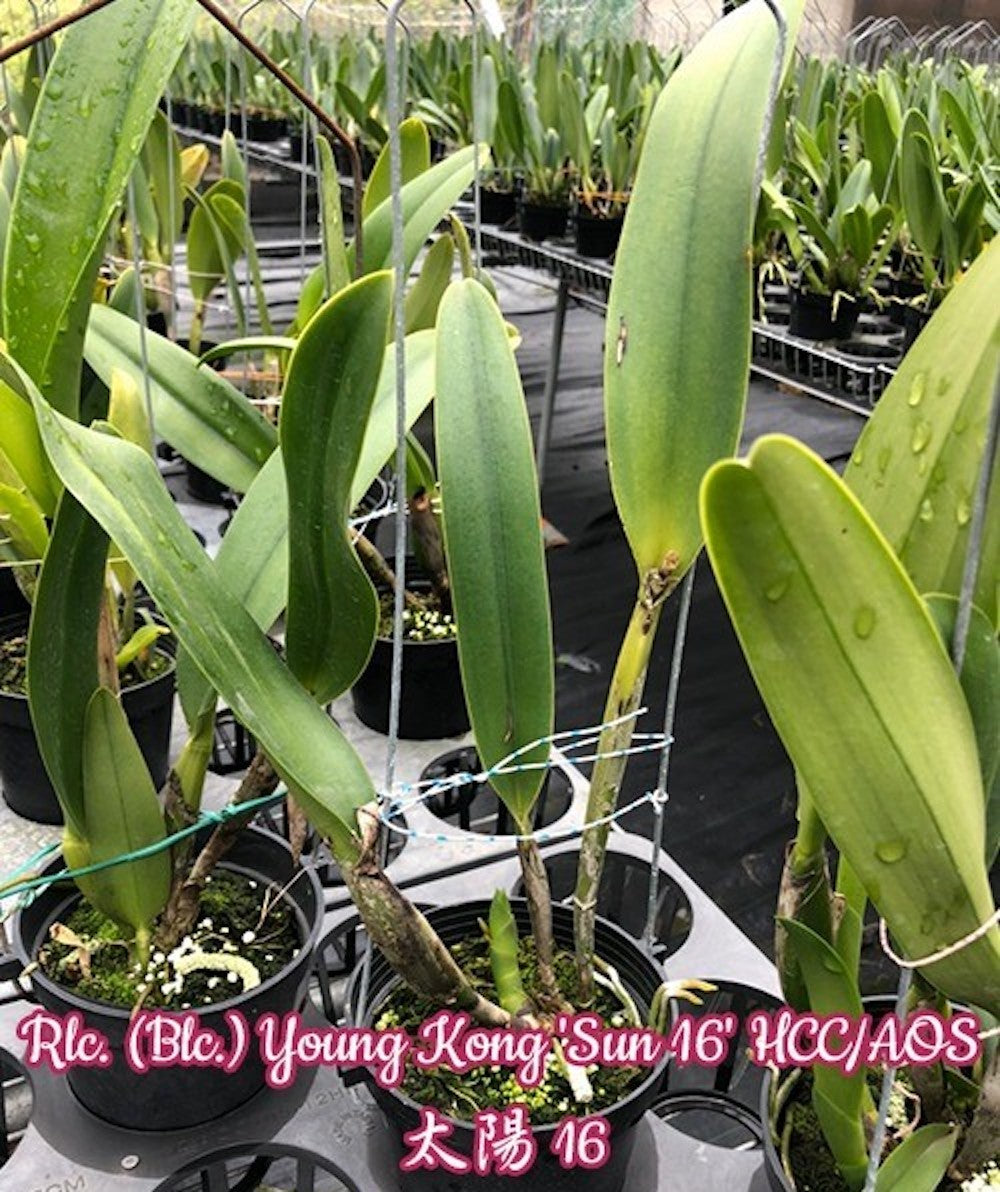 Orhidee Rlc. (Blc.) Young Kong 'Sun 16' HCC/AOS