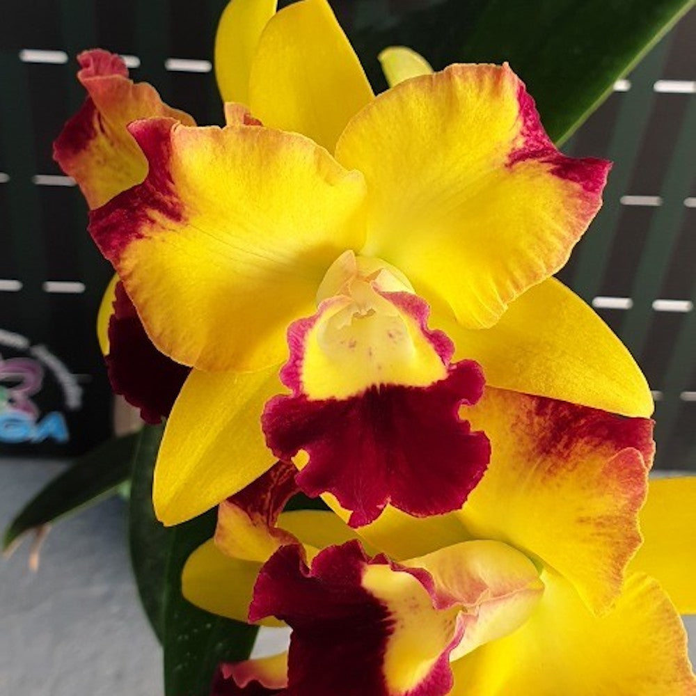 Orhidee Rth. Chunfong Smile MC-CF336 parfumata