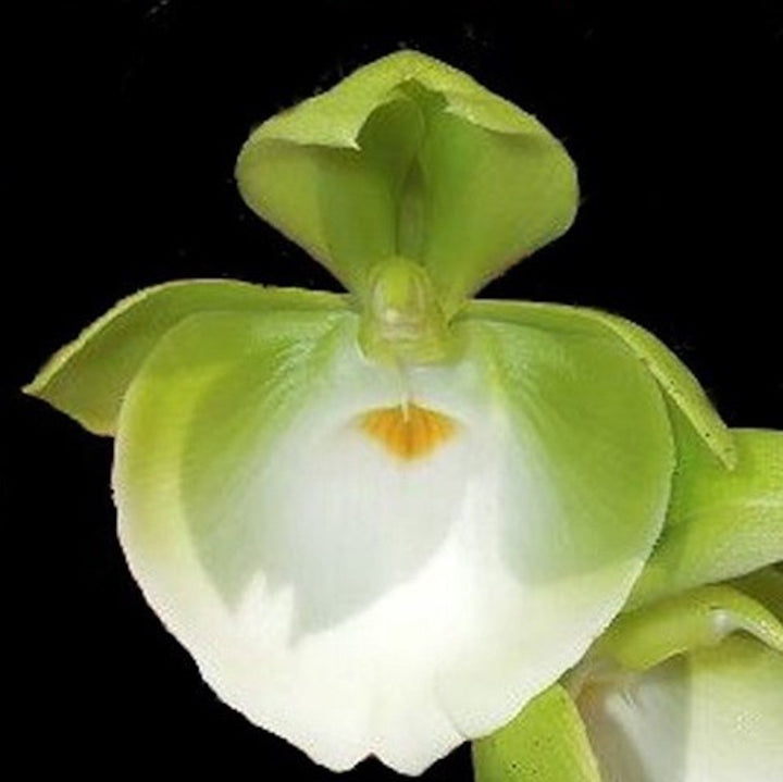 Orhidee Cycnoches TIDC Purple Frilled Lizard 'Orange Coffee'