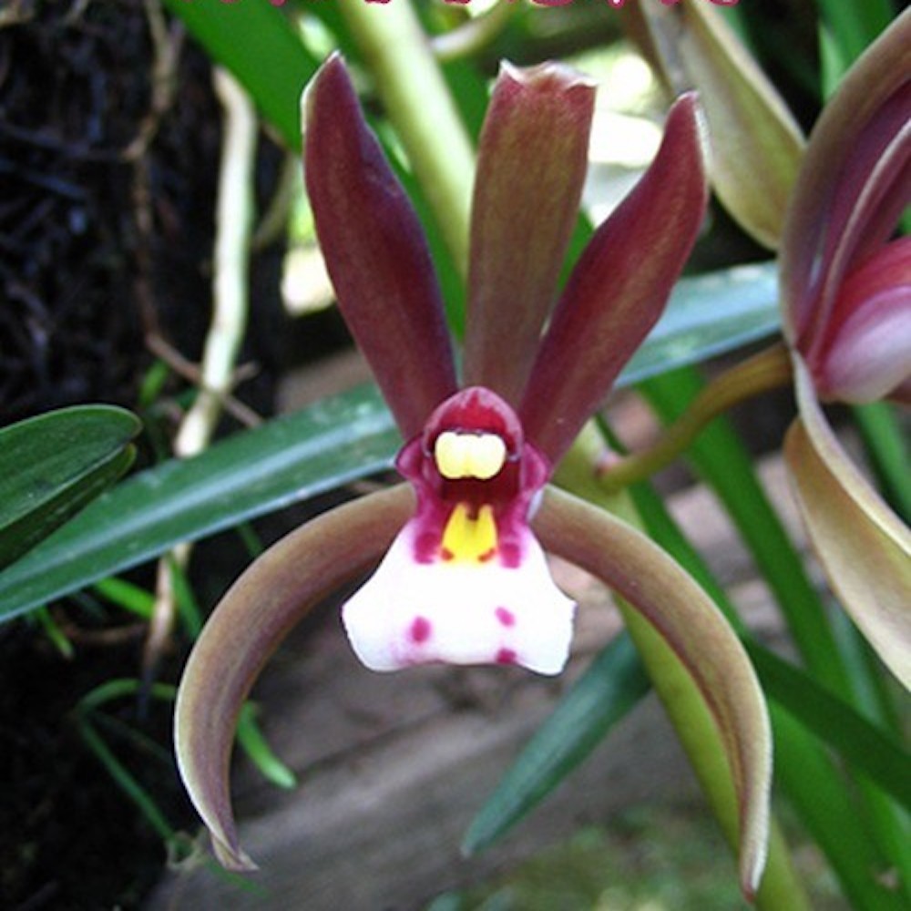 Orhidee Cymbidium atropurpureum