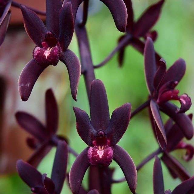 Orhidee Cymbidium canaliculatum