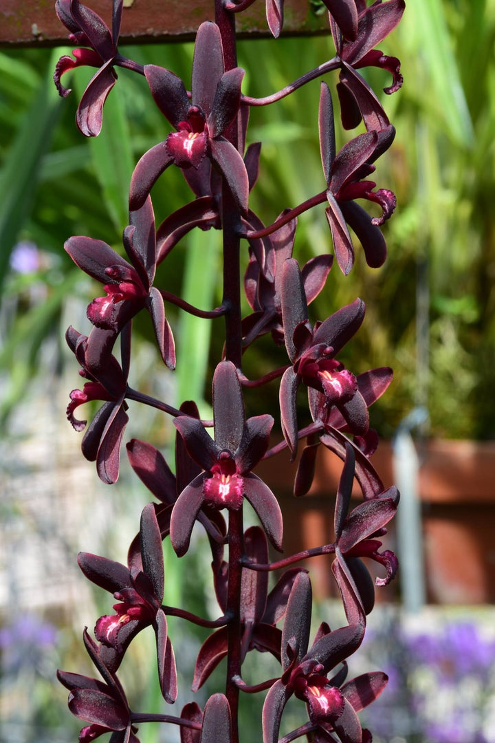 Orhidee Cymbidium canaliculatum