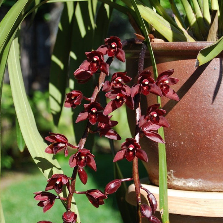 Orhidee Cymbidium canaliculatum