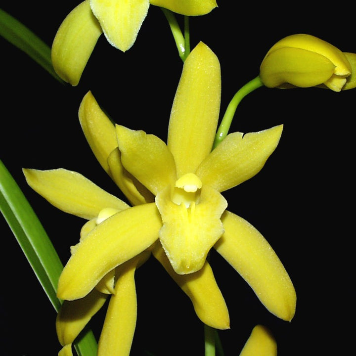 Orhidee Cymbidium Golden Elf (variegat)