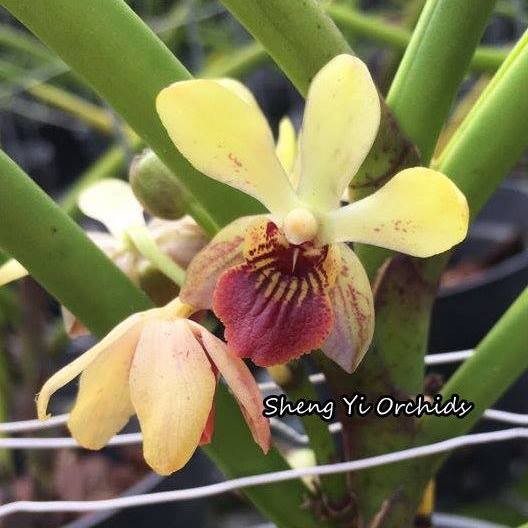 Orhidee Luisanda Sheng Yi Golden Coffee parfumata