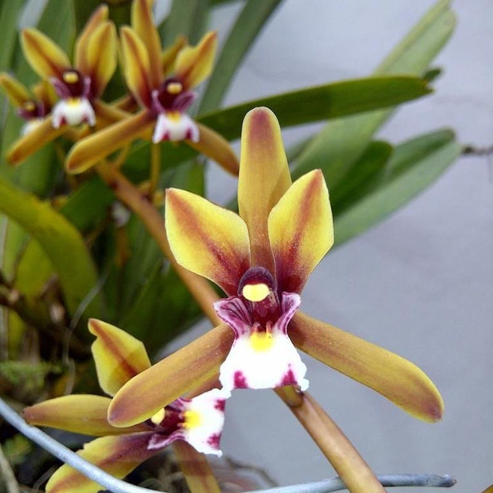 Orhidee Cymbidium finlaysonianum