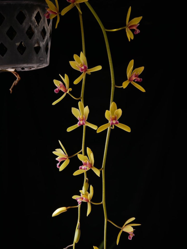 Orhidee Cymbidium finlaysonianum