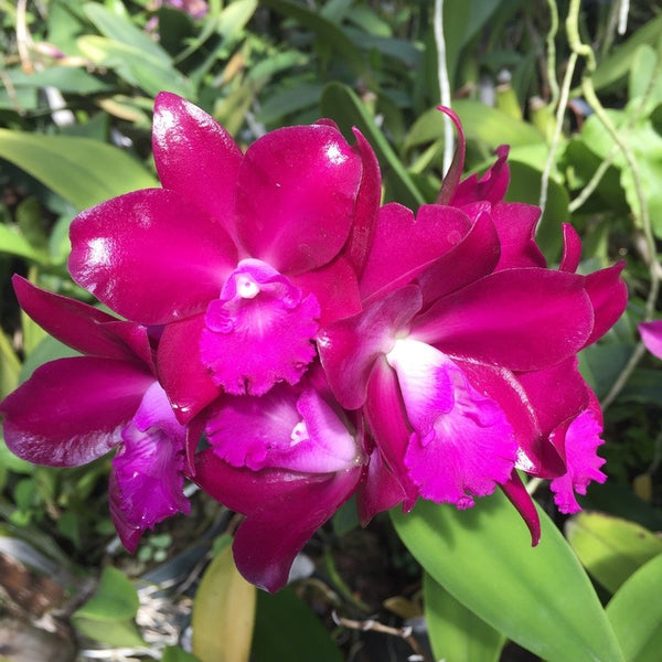 Orhidee Ctt. Qing Ming Thirteen (Ctt. Sagarik Wax × Ctt. Bactia)