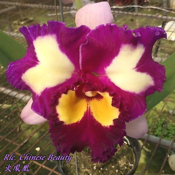 Orhidee Rlc. Chinese Beauty