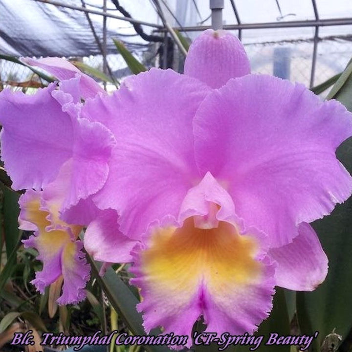 Orhidee Blc. Triumphal Coronation 'CT-Spring Beauty'