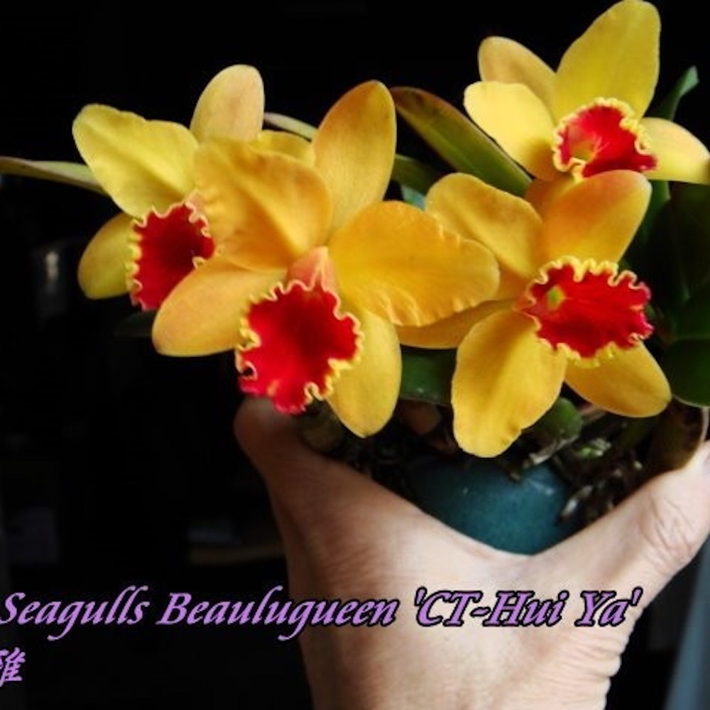 Orhidee Sc. Seagulls Beaulugueen 'CT-Hui Ya' parfumata