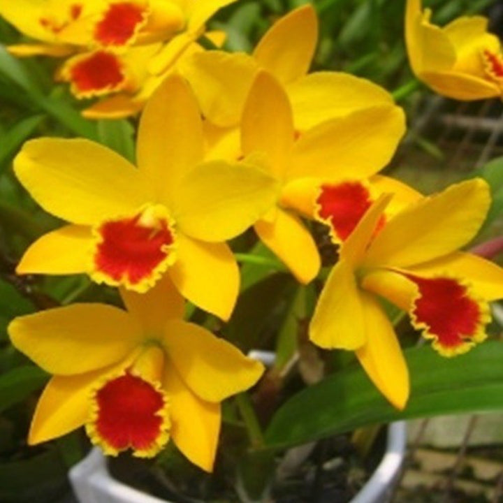 Rlc. Taiwan Chief Bell 'Wish'