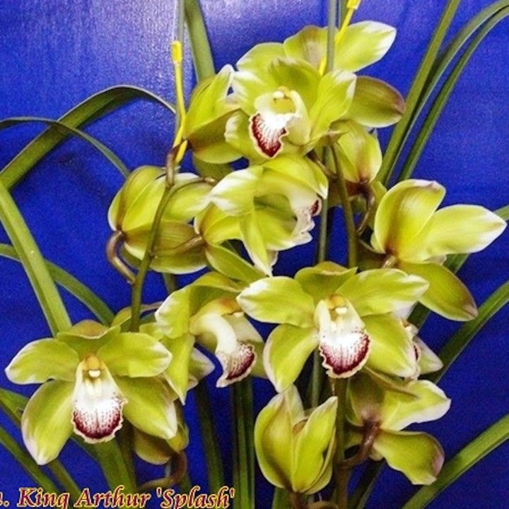 Orhidee Cymbidium King Arthur 'Splash'