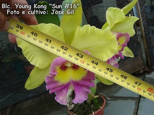 Orhidee Rlc. (Blc.) Young Kong 'Sun 16' HCC/AOS