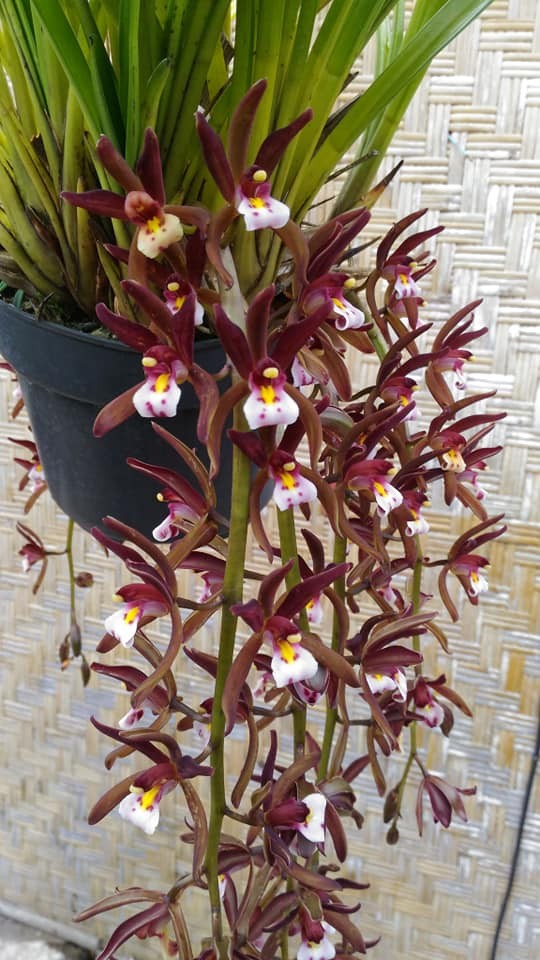 Orhidee Cymbidium atropurpureum