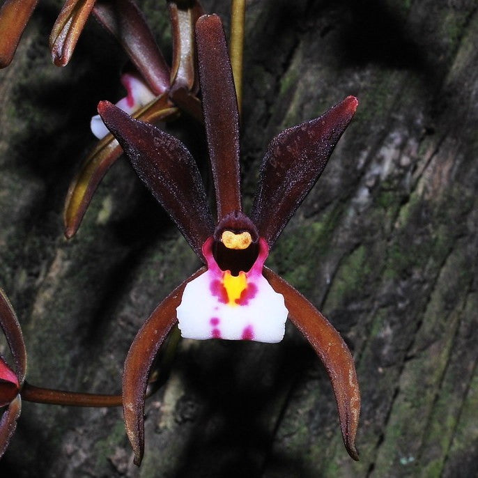 Orhidee Cymbidium atropurpureum