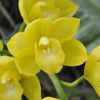 Orhidee Cymbidium Kusuda Fantasy