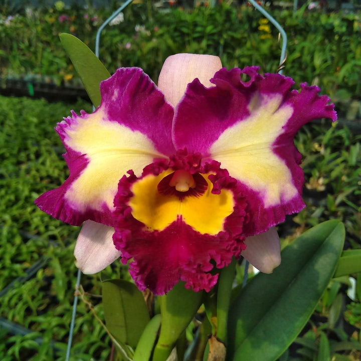 Orhidee Rlc. Chinese Beauty