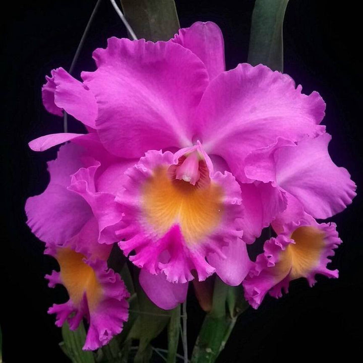 Orhidee Blc. Triumphal Coronation 'CT-Spring Beauty'