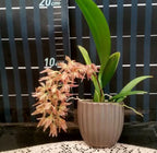 Orhidee Macradenia multiflora