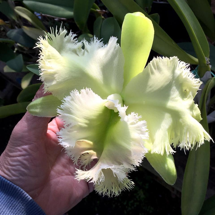 Orhidee Rlc. Golf Green "Pig Hairy"