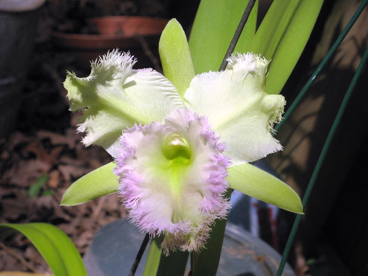 Orhidee Rlc. Golf Green "Pig Hairy"