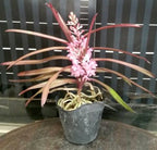 Vanda (Ascocentrum) Christensoniana parfumata