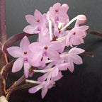 Vanda (Ascocentrum) Christensoniana parfumata