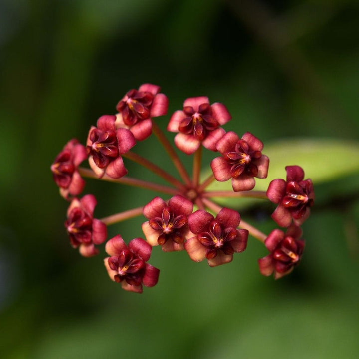 Hoya lucardenasiana